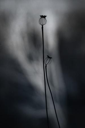 Photographic Print, , small