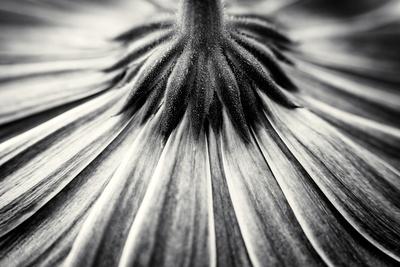 Photographic Print, , small