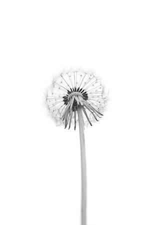 Photographic Print, , small
