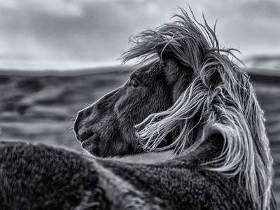 Photographic Print, , small
