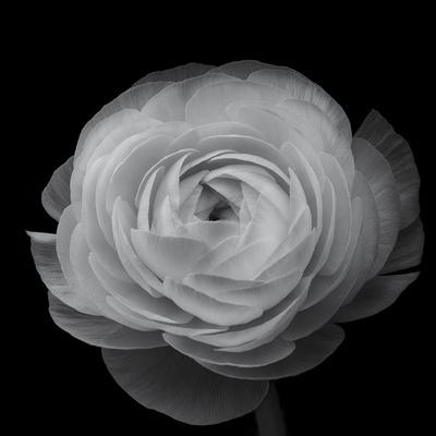Photographic Print, , small