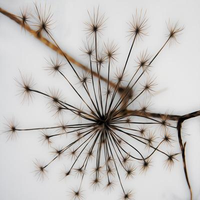 Photographic Print, , small