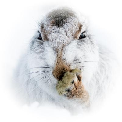 Photographic Print, , small