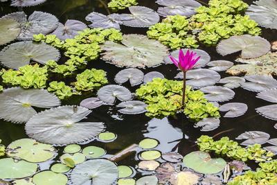 Photographic Print, , small