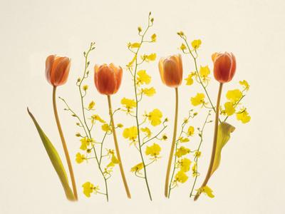 Photographic Print, , small