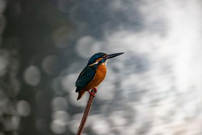 Photographic Print, , small