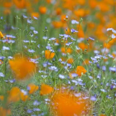 Photographic Print, , small