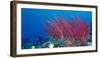 Coral Reefs, Papua, Indonesia-Michele Westmorland-Framed Photographic Print