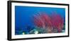 Coral Reefs, Papua, Indonesia-Michele Westmorland-Framed Photographic Print