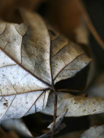 Photo, , small