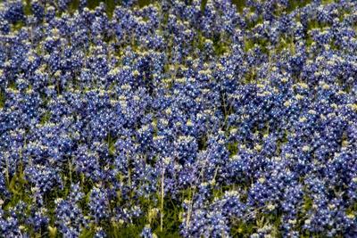 Photographic Print, , small