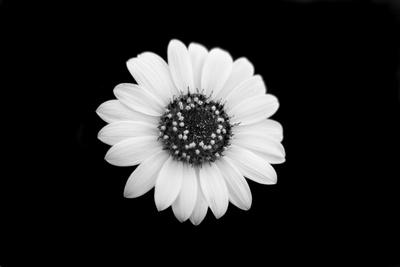 Photographic Print, , small