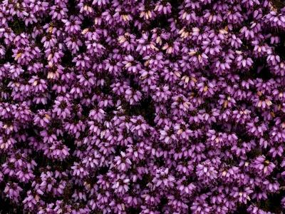 Photographic Print, , small