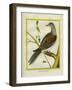 Canadian Turtle Dove-Georges-Louis Buffon-Framed Giclee Print