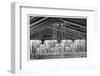 Fire Sprinklers, 19th Century-Science Photo Library-Framed Photographic Print