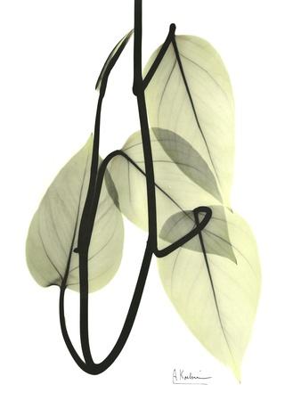Photographic Print, , small