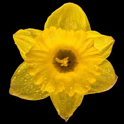 Photographic Print, , small