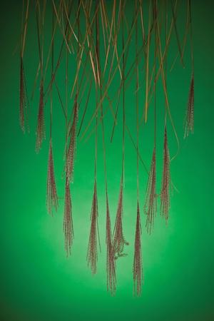 Photographic Print, , small
