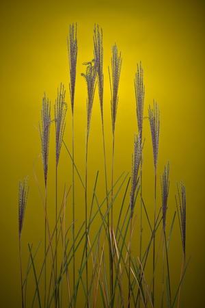 Photographic Print, , small