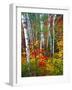 White Barks And Colorful Leaves, New Hampshire-George Oze-Framed Photographic Print