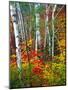 White Barks And Colorful Leaves, New Hampshire-George Oze-Mounted Photographic Print