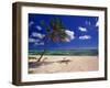 Grand Cayman Beach With A Palm Tree-George Oze-Framed Photographic Print