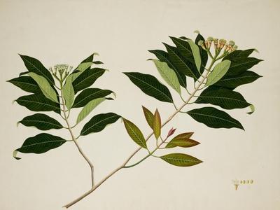 Giclee Print, , small