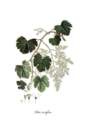 Giclee Print, , small
