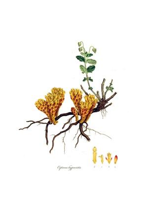 Giclee Print, , small