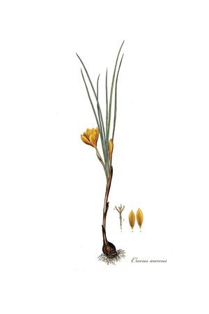 Giclee Print, , small