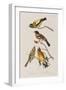 Illustration from 'Birds of America', 1827-38-John James Audubon-Framed Giclee Print