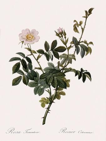 Giclee Print, , small