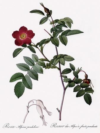 Giclee Print, , small