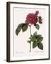 Frankfort Rose, Rosa Turbinata-Pierre Joseph Redoute-Framed Giclee Print