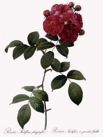 Giclee Print, , small