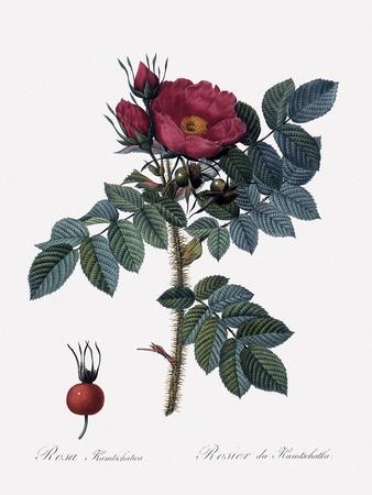 Giclee Print, , small