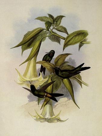 Giclee Print, , small