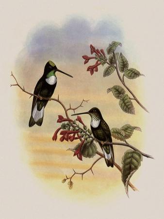 Giclee Print, , small