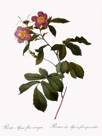 Giclee Print, , small