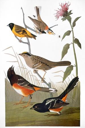 Giclee Print, , small