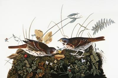 Giclee Print, , small