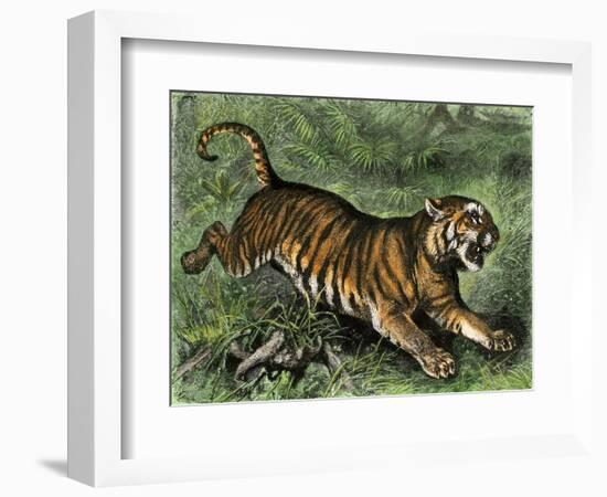 Tiger in the Wild, 1800s-null-Framed Giclee Print