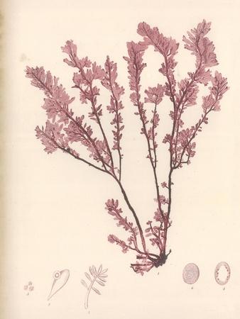 Art Print, , small
