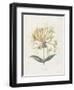 Honeysuckle-Gwendolyn Babbitt-Framed Art Print