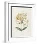 Honeysuckle-Gwendolyn Babbitt-Framed Art Print