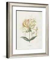 Honeysuckle-Gwendolyn Babbitt-Framed Art Print