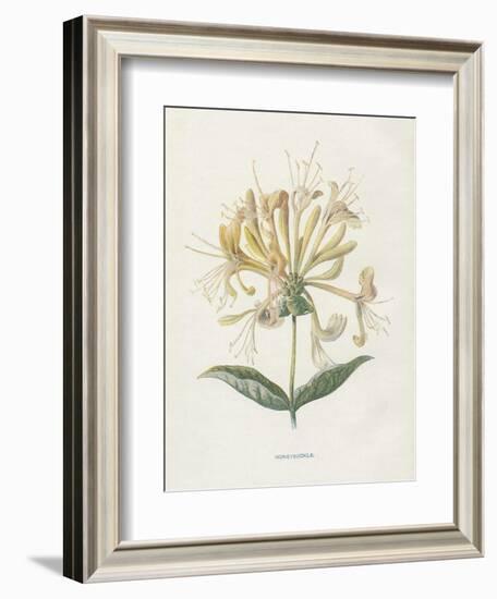 Honeysuckle-Gwendolyn Babbitt-Framed Art Print