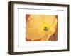 Poppy II-Amy Melious-Framed Art Print