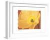 Poppy II-Amy Melious-Framed Art Print