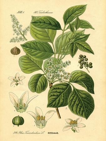 Art Print, , small